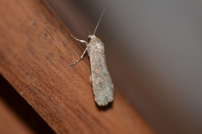 Spodoptera exigua? S